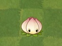 植物大战僵尸亚马逊版本