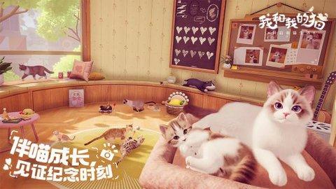 我和我的猫b服